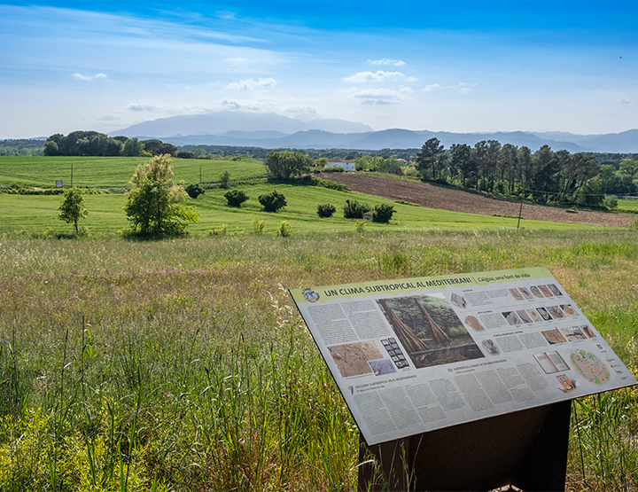 Camp dels ninots