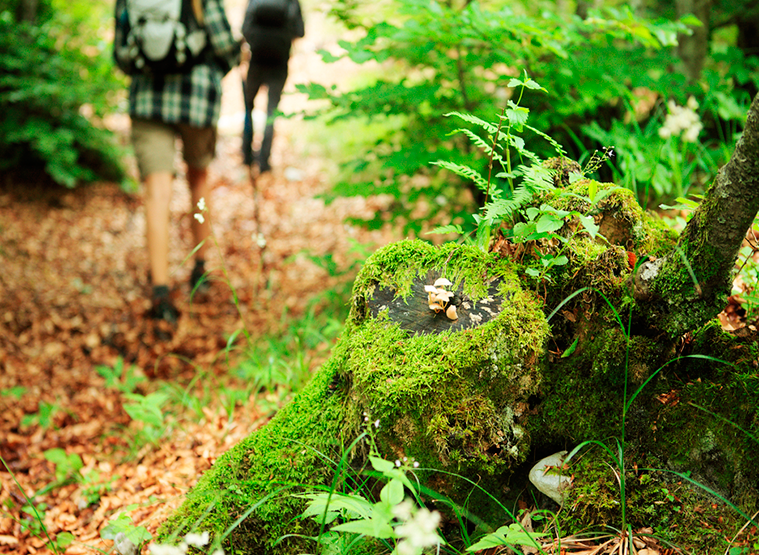 Routes and Nature
