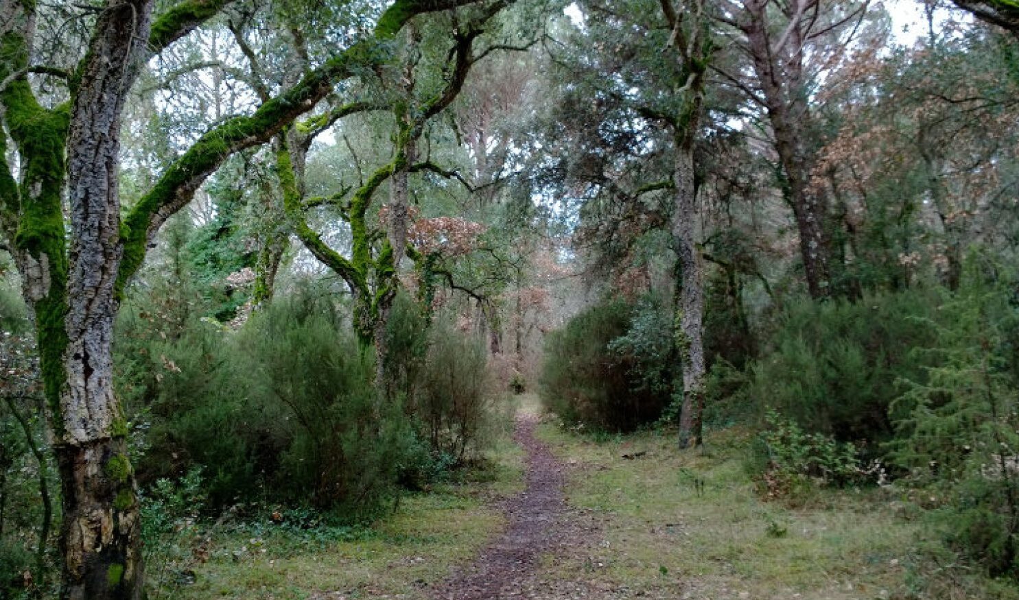 Capvespre entre silvestres al Camp dels Ninots